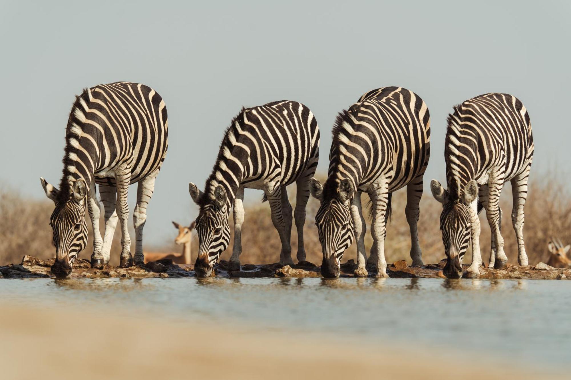 Last Word Madikwe Заповедник Мадикве Экстерьер фото