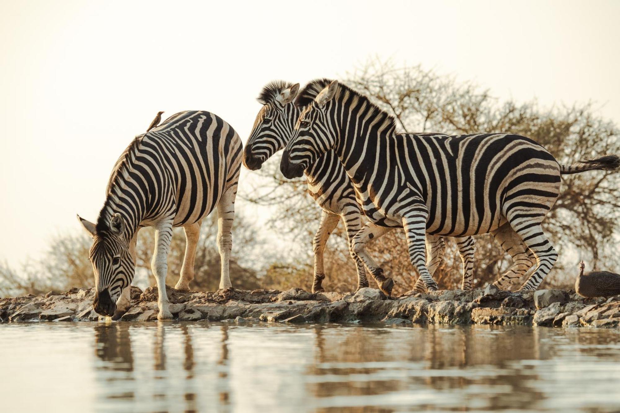 Last Word Madikwe Заповедник Мадикве Экстерьер фото